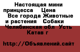 Настоящая мини принцесса  › Цена ­ 25 000 - Все города Животные и растения » Собаки   . Челябинская обл.,Усть-Катав г.